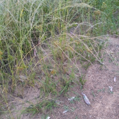 Eragrostis parviflora (Weeping Love Grass) at Kambah, ACT - 21 Feb 2022 by michaelb