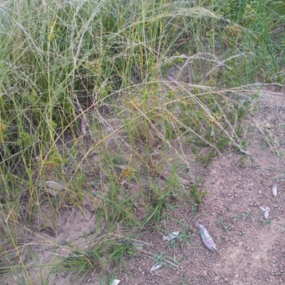Eragrostis parviflora (Weeping Love Grass) at Kambah, ACT - 21 Feb 2022 by MichaelBedingfield