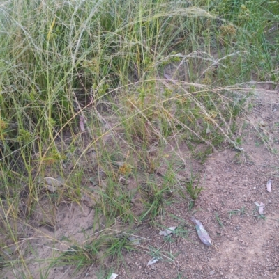 Eragrostis parviflora (Weeping Love Grass) at Urambi Hills - 21 Feb 2022 by michaelb