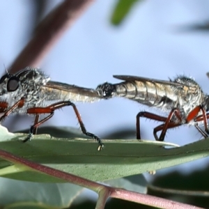 Zosteria sp. (genus) at Pinbeyan, NSW - 13 Feb 2022