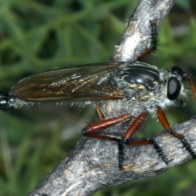 Zosteria sp. (genus) (Common brown robber fly) at Kosciuszko National Park - 13 Feb 2022 by jb2602