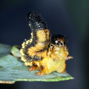 Pergidae sp. (family) at Talbingo, NSW - 13 Feb 2022 02:00 PM