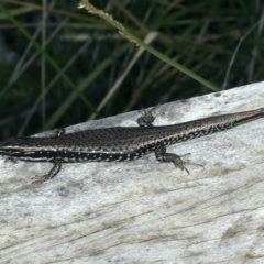 Eulamprus heatwolei (Yellow-bellied Water Skink) at Pinbeyan, NSW - 13 Feb 2022 by jb2602