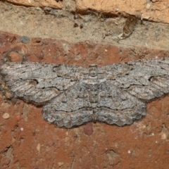 Ectropis excursaria (Common Bark Moth) at McKellar, ACT - 13 Feb 2022 by Birdy