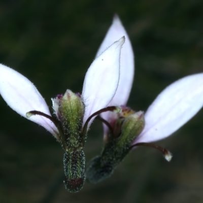 Eriochilus cucullatus (Parson's Bands) at Pinbeyan, NSW - 13 Feb 2022 by jb2602