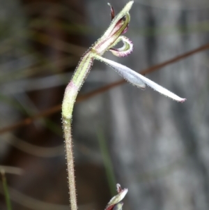 Eriochilus cucullatus at Pinbeyan, NSW - 13 Feb 2022
