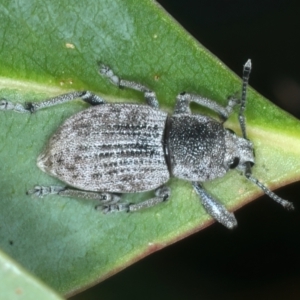 Polyphrades paganus at Talbingo, NSW - 13 Feb 2022