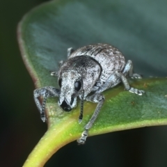 Polyphrades paganus at Talbingo, NSW - 13 Feb 2022