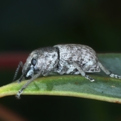 Polyphrades paganus at Talbingo, NSW - 13 Feb 2022