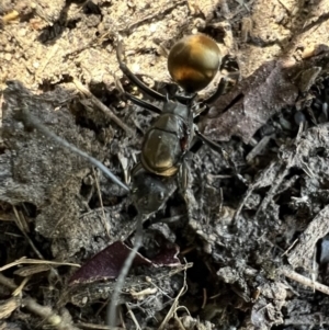 Polyrhachis ammon at Murrumbateman, NSW - 15 Feb 2022 10:40 AM