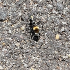 Polyrhachis ammon at Murrumbateman, NSW - 15 Feb 2022 10:40 AM