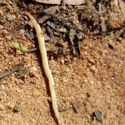 Fletchamia quinquelineata (Five-striped flatworm) at Penrose, NSW - 15 Feb 2022 by Aussiegall
