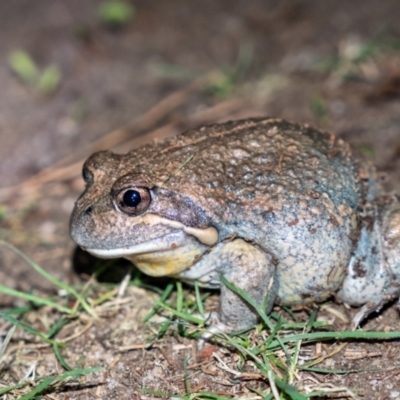 Limnodynastes dumerilii (Eastern Banjo Frog) at Penrose, NSW - 16 Feb 2022 by Aussiegall