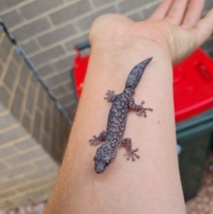 Christinus marmoratus (Southern Marbled Gecko) at Waramanga, ACT - 16 Feb 2022 by Ormaylo