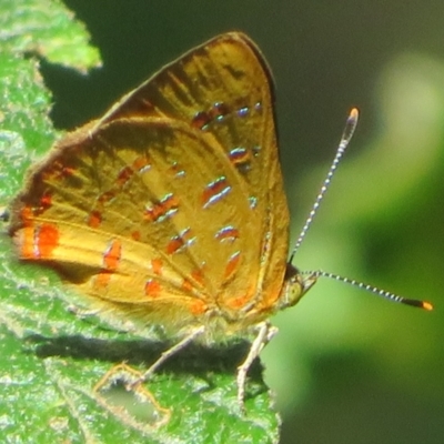 Hypochrysops byzos (Yellow Jewel) at Cotter River, ACT - 16 Feb 2022 by Christine