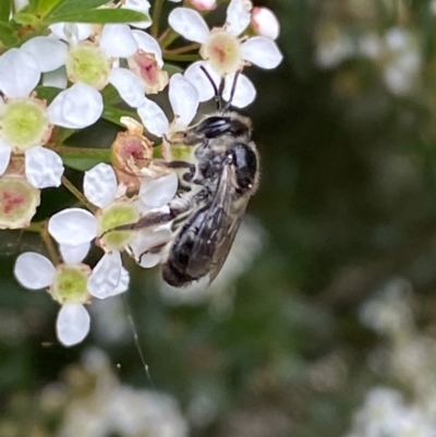 Leioproctus sp. (genus) (Plaster bee) at Mount Ainslie - 16 Feb 2022 by Steve_Bok