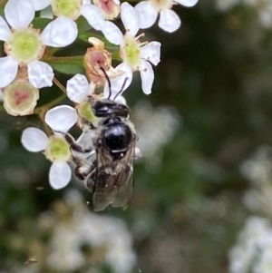 Leioproctus sp. (genus) at Ainslie, ACT - 17 Feb 2022