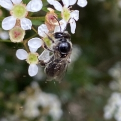 Leioproctus sp. (genus) at Ainslie, ACT - 17 Feb 2022