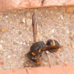 Eumeninae (subfamily) (Unidentified Potter wasp) at Jerrabomberra, NSW - 17 Feb 2022 by Tmac