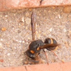 Eumeninae (subfamily) (Unidentified Potter wasp) at Jerrabomberra, NSW - 17 Feb 2022 by TmacPictures