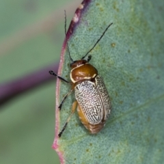 Aporocera (Aporocera) sculptilis (Leaf beetle) at Ginninderry Conservation Corridor - 16 Feb 2022 by AlisonMilton