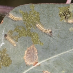 Uraba lugens (Gumleaf Skeletonizer) at Holt, ACT - 15 Feb 2022 by AlisonMilton