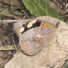 Heteronympha merope (Common Brown Butterfly) at Holt, ACT - 15 Feb 2022 by AlisonMilton