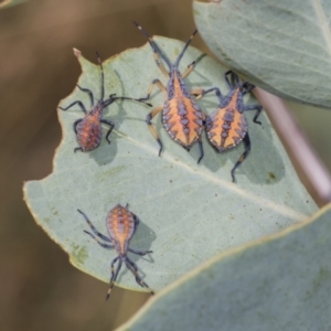 Amorbus sp. (genus) at Holt, ACT - 16 Feb 2022 09:42 AM