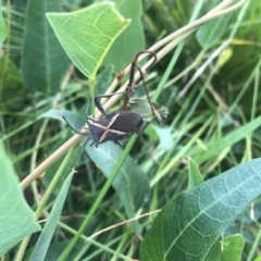 Mictis profana (Crusader Bug) at ANU Liversidge Precinct - 17 Feb 2022 by Dora