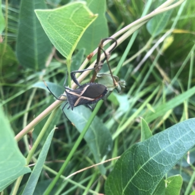 Mictis profana (Crusader Bug) at ANU Liversidge Precinct - 17 Feb 2022 by Dora