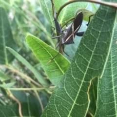 Mictis profana at Acton, ACT - 17 Feb 2022 08:54 AM