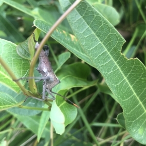 Mictis profana at Acton, ACT - 17 Feb 2022 08:54 AM