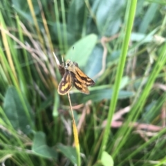 Ocybadistes walkeri (Green Grass-dart) at Acton, ACT - 16 Feb 2022 by Dora