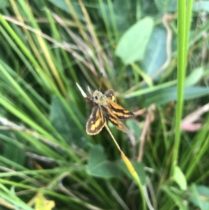 Ocybadistes walkeri at Acton, ACT - 17 Feb 2022