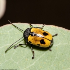 Cadmus (Cadmus) litigiosus (Leaf beetle) at Forde, ACT - 16 Feb 2022 by Roger