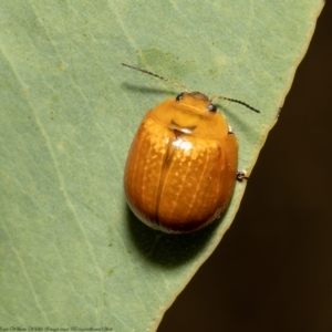 Paropsisterna cloelia at Forde, ACT - 17 Feb 2022