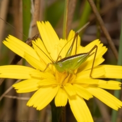 Conocephalus semivittatus (Meadow katydid) at Forde, ACT - 17 Feb 2022 by Roger