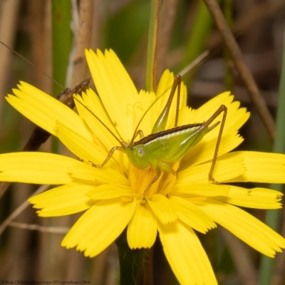 Conocephalus semivittatus (Meadow katydid) at Forde, ACT - 16 Feb 2022 by Roger
