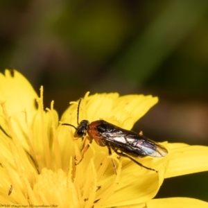 Eurys sp. (genus) at Forde, ACT - 17 Feb 2022