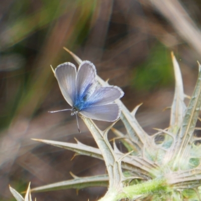 Zizina otis (Common Grass-Blue) at Conder, ACT - 16 Feb 2022 by MB
