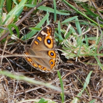 Junonia villida (Meadow Argus) at Conder, ACT - 16 Feb 2022 by MB