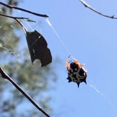 Austracantha minax (Christmas Spider, Jewel Spider) at Molonglo Valley, ACT - 15 Feb 2022 by KMcCue