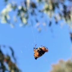 Austracantha minax at Molonglo Valley, ACT - 15 Feb 2022 11:25 AM