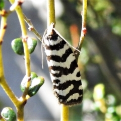 Technitis amoenana (A tortrix or leafroller moth) at Cotter River, ACT - 16 Feb 2022 by JohnBundock