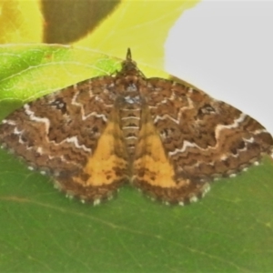 Chrysolarentia heliacaria at Cotter River, ACT - 16 Feb 2022