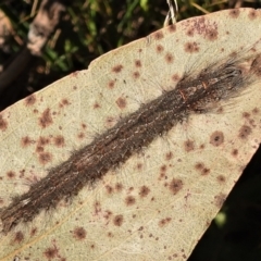 Lasiocampidae (family) immature (Lappet & Snout Moths) at Cotter River, ACT - 15 Feb 2022 by JohnBundock