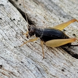 Trigonidium sp. (genus) at Stromlo, ACT - 17 Feb 2022