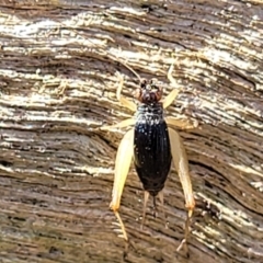 Trigonidium sp. (genus) at Stromlo, ACT - 17 Feb 2022 03:55 PM