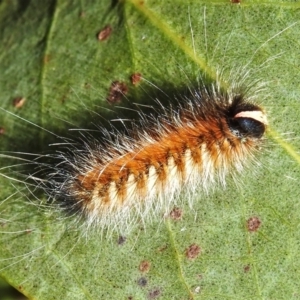 Anthela acuta at Cotter River, ACT - 16 Feb 2022 10:11 AM