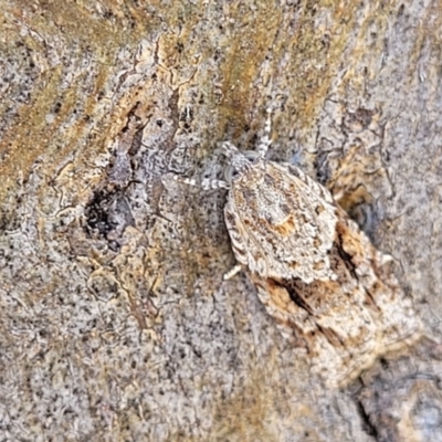 Acropolitis rudisana (Family Tortricinae) at Stromlo, ACT - 17 Feb 2022 by tpreston